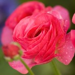 Midnight Hot Red Rose