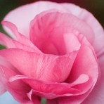 Midnight Deep Pink