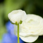 Midnight White Rose