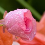 Midnight Pink Tear